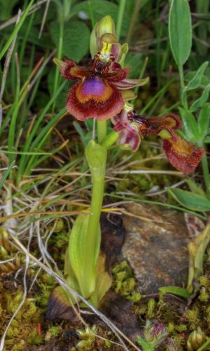 Reg. SARDEGNA Prov. Nuoro 02-05-2009