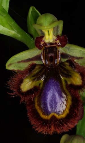 Reg. SARDEGNA Prov. Nuoro 09-05-2009