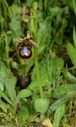 Reg. SARDEGNA Prov. Sassari 15-04-2012