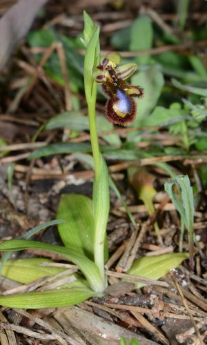 Reg. SARDEGNA Prov. Oristano 26-03-2017