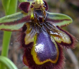 Reg. SARDEGNA Prov. Sud Sardegna 05-04-2023