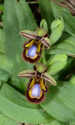 Reg. SARDEGNA Prov. Sassari 15-03-2024