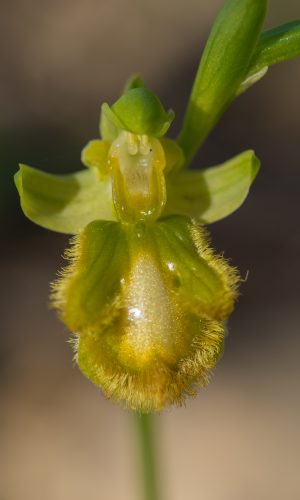 Esemplare albiflora Reg. SARDEGNA Prov. Oristano 26-03-2017