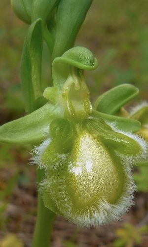 Esemplare albiflora Reg. SARDEGNA Prov. Sud Sardegna 31-03-2023