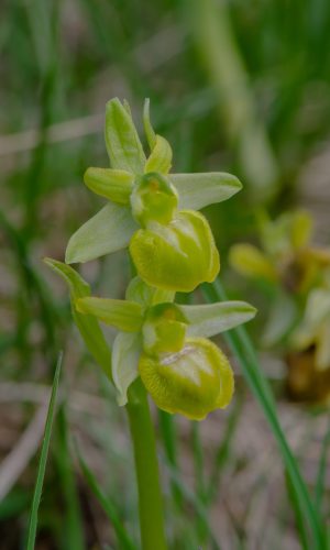 Esemplari albiflora Reg. LIGURIA Prov. Savona 06-04-2015