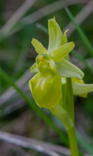 Esemplare albiflora Reg. LIGURIA Prov. Savona 06-04-2015