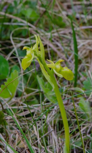Esemplare albiflora Reg. LIGURIA Prov. Savona 06-04-2015
