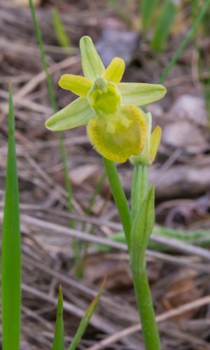 Esemplare albiflora Reg. LIGURIA Prov. Savona 25-04-2018