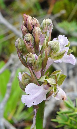 A fiori rosa Reg. ABRUZZO Prov. L'Aquila 03-06-2016