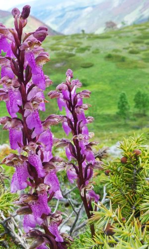 Biotopo Reg. ABRUZZO Prov. L'Aquila 03-06-2016