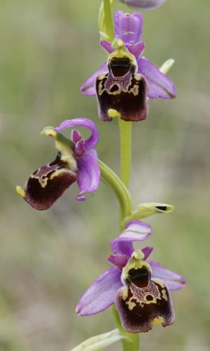 Reg. VENETO Prov. Verona 02-06-2024