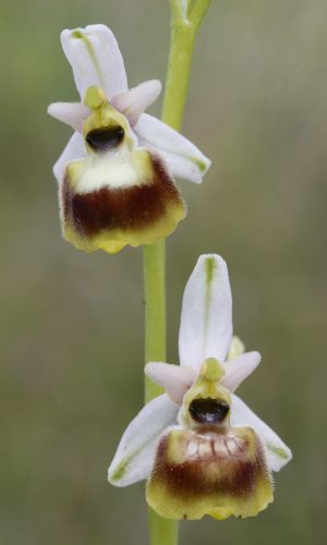 Reg. VENETO Prov. Verona 02-06-2024