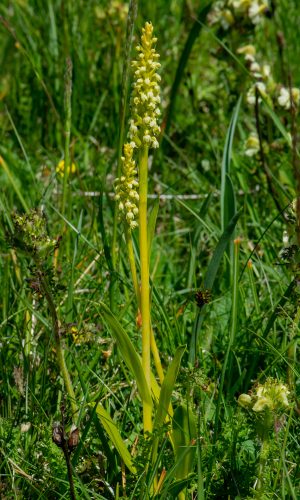 Esemplari albiflora Reg. VENETO Prov. Verona 11-06-2022