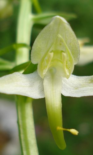 Reg. CAMPANIA Prov. Salerno 27-05-2009