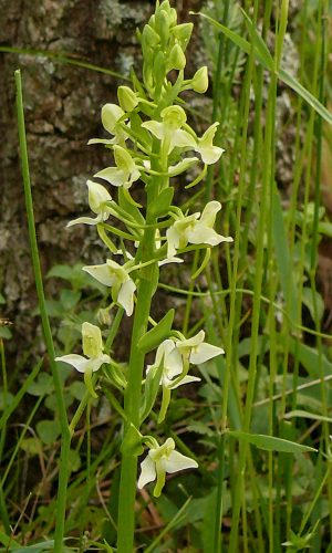 Reg. PUGLIA Prov. Bari 05-05-2010