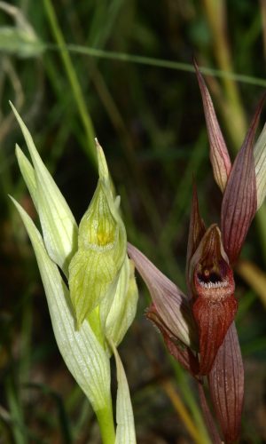Esemplare albiflora Reg. PUGLIA Prov. Bari 09-05-2013