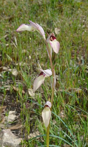 Reg. SARDEGNA Prov. Nuoro 26-04-2014