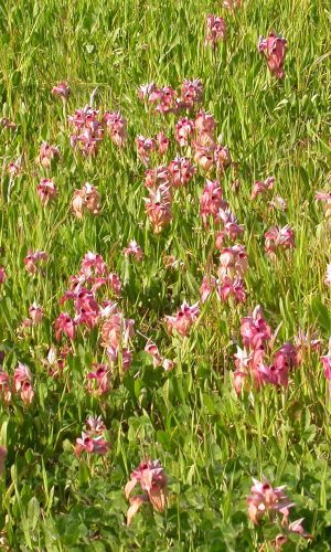 Reg. TOSCANA Prov. Livorno 14-04-2011