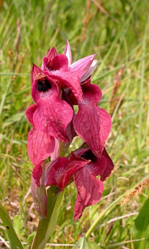 Reg. TOSCANA Prov. Livorno 16-04-2011