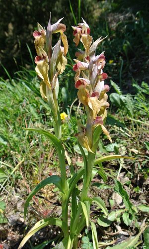 Reg. LIGURIA Prov. Genova 29-04-2017