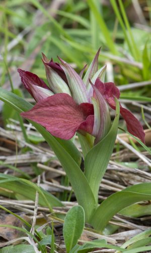 Reg. LIGURIA Prov. Savona 03-04-2022