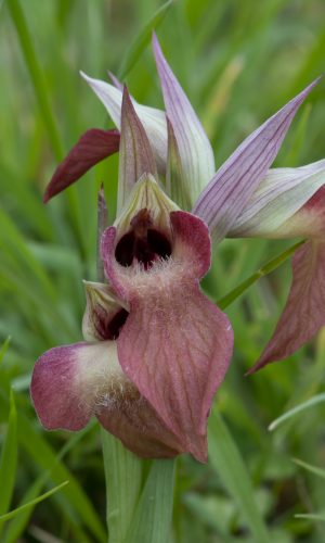 Reg. LIGURIA Prov. Savona 03-04-2022