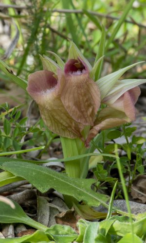 Reg. LIGURIA Prov. Savona 03-04-2022