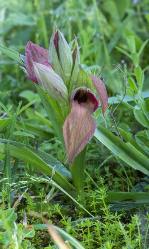 Reg. LIGURIA Prov. Savona 14-04-2024