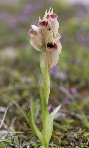 Reg. EMILIA ROMAGNA Prov. Bologna 26-04-2024