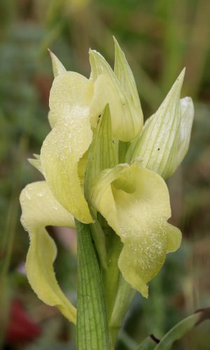 Esemplare albiflora Reg. TOSCANA Prov. Prato 24-04-2018
