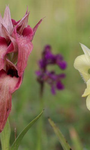 Esemplare albiflora Reg. TOSCANA Prov. Prato 24-04-2018