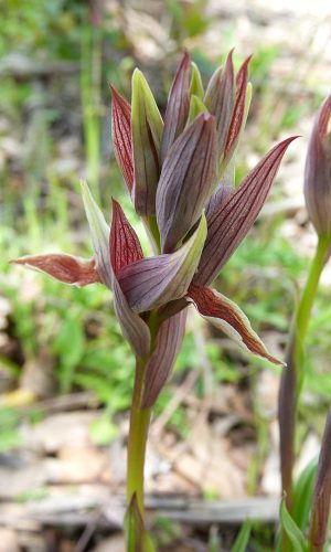 Reg. SARDEGNA Prov. Sud Sardegna 20-04-2012