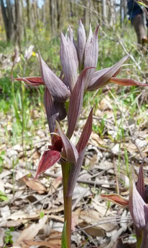 Reg. SARDEGNA Prov. Sud Sardegna 20-04-2012