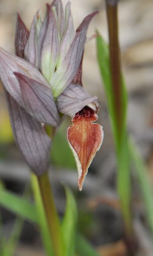 Reg. SARDEGNA Prov. Sud Sardegna 20-04-2012