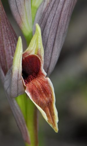 Reg. SARDEGNA Prov. Sud Sardegna 20-04-2012