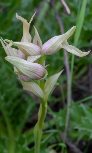 Esemplare albiflora Reg. SARDEGNA Prov. Sud Sardegna 06-05-2015