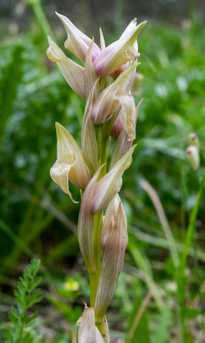 Esemplare albiflora Reg. SARDEGNA Prov. Sud Sardegna 06-05-2015