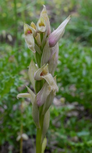 Esemplare albiflora Reg. SARDEGNA Prov. Sud Sardegna 06-05-2015