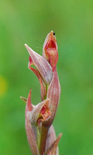 Reg. CAMPANIA Prov. Salerno 12-05-2008