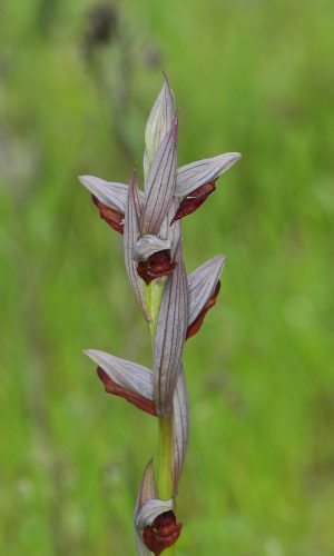 Reg. SARDEGNA Prov. Sud Sardegna 20-04-2012