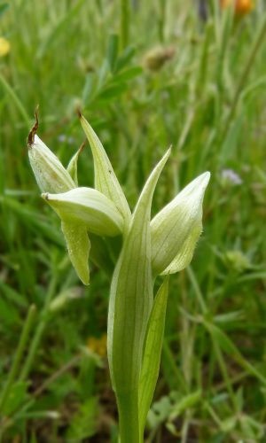 Esemplare albiflora Reg. SICILIA Prov. Catania 25-03-2013