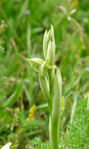 Esemplare albiflora Reg. SICILIA Prov. Catania 25-03-2013