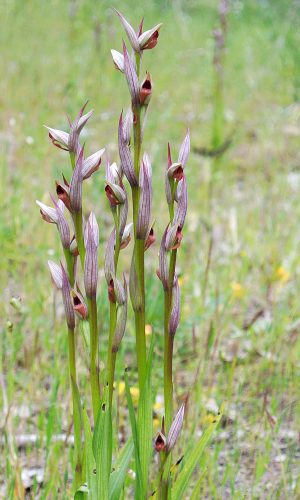 Reg. SARDEGNA Prov. Sud Sardegna 22-04-2014