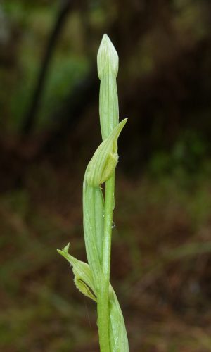 Esemplare albiflora Reg. SARDEGNA Prov. Nuoro 27-04-2014