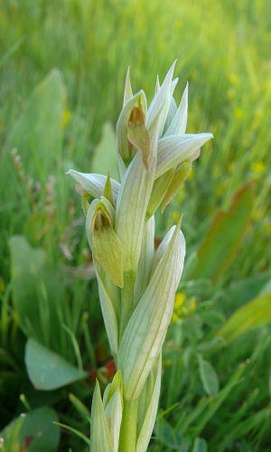 Esemplare albiflora Reg. PUGLIA Prov. Lecce 07-04-2014