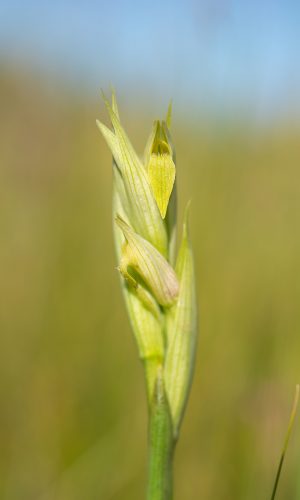 Esemplare albiflora Reg. SARDEGNA Prov. Oristano 09-04-2021