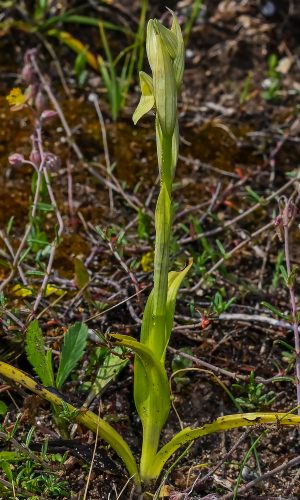 Esemplare albiflora Reg. PUGLIA Prov. Lecce 23-04-2021