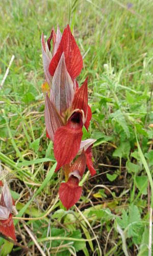 Reg. SICILIA Prov. Caltanissetta 02-04-2016