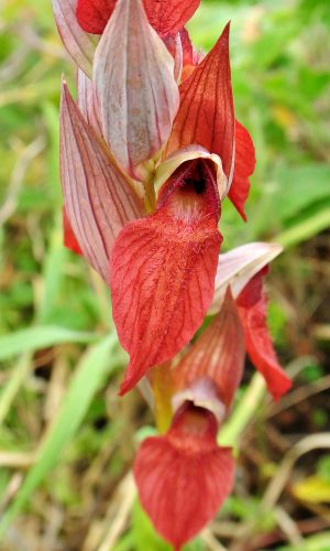 Reg. SICILIA Prov. Caltanissetta 02-04-2016