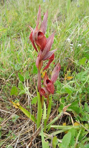 Reg. SICILIA Prov. Caltanissetta 02-04-2016